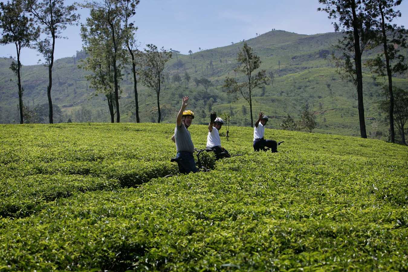 Cycling through tea gardens - Ceylon Tea Trails