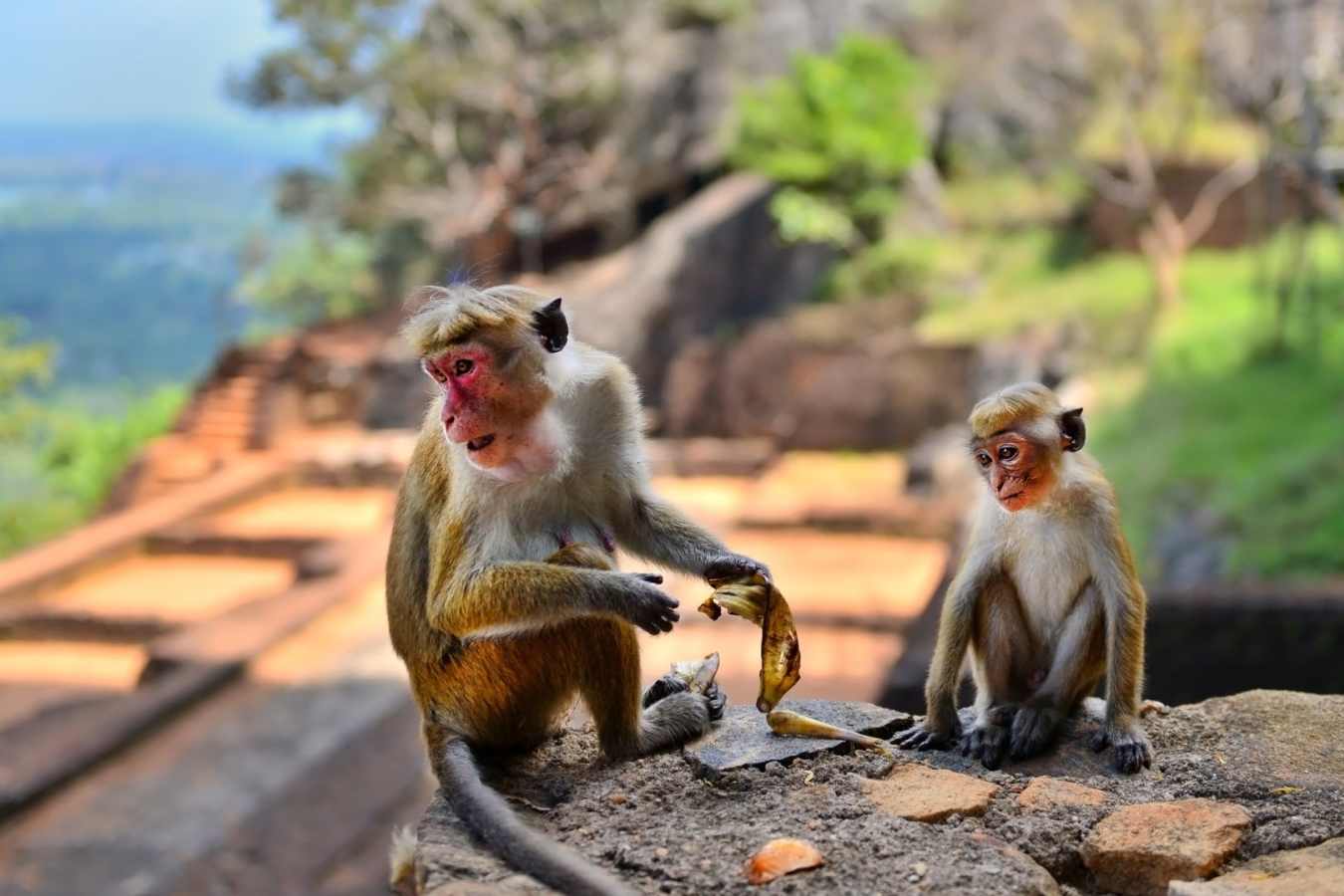 Monkeys 