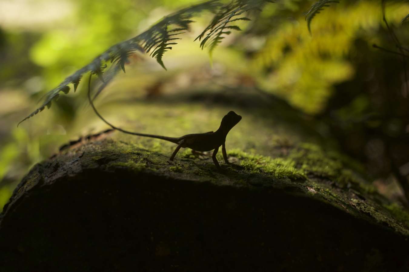 Biodiversity in Gal Oya National Park 