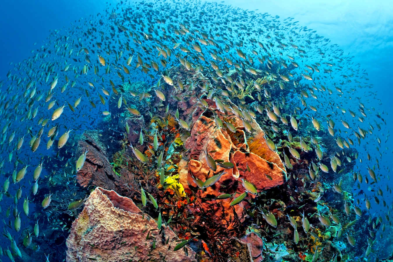 Scuba Diving - Anse Chastanet