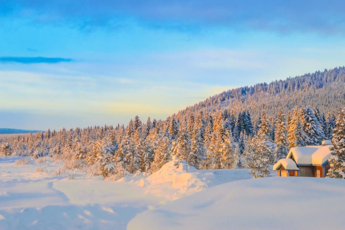 Lappish forest