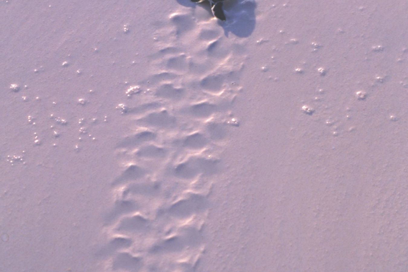 Turtle - Mnemba Island Lodge