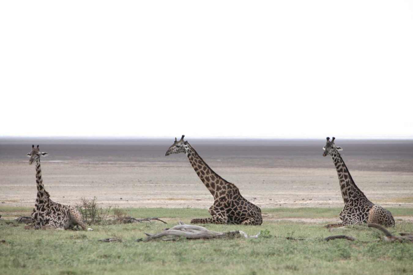 Game Drive to Lake Manyara - Chem Chem