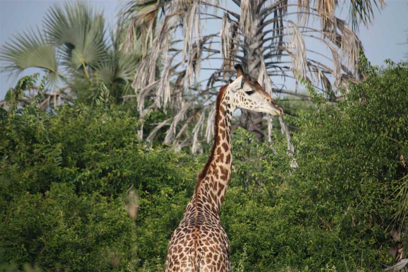 Giraffe - Chem Chem