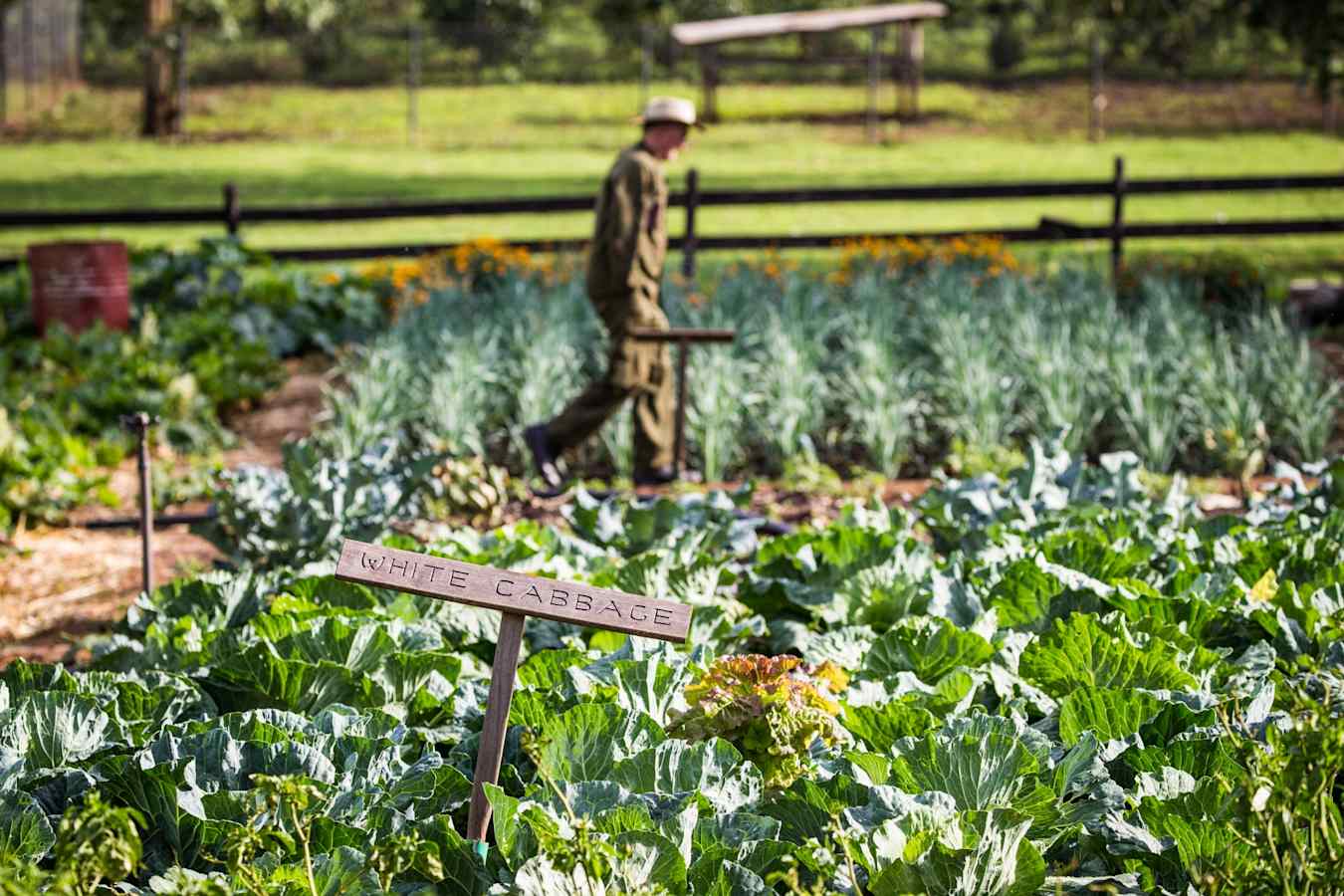 Vegetable patch at Gibbs Farm 