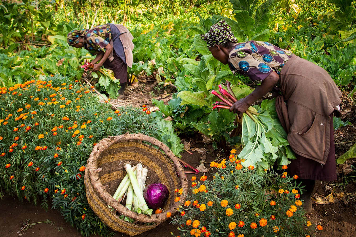 Plantation at Gibbs Farm 