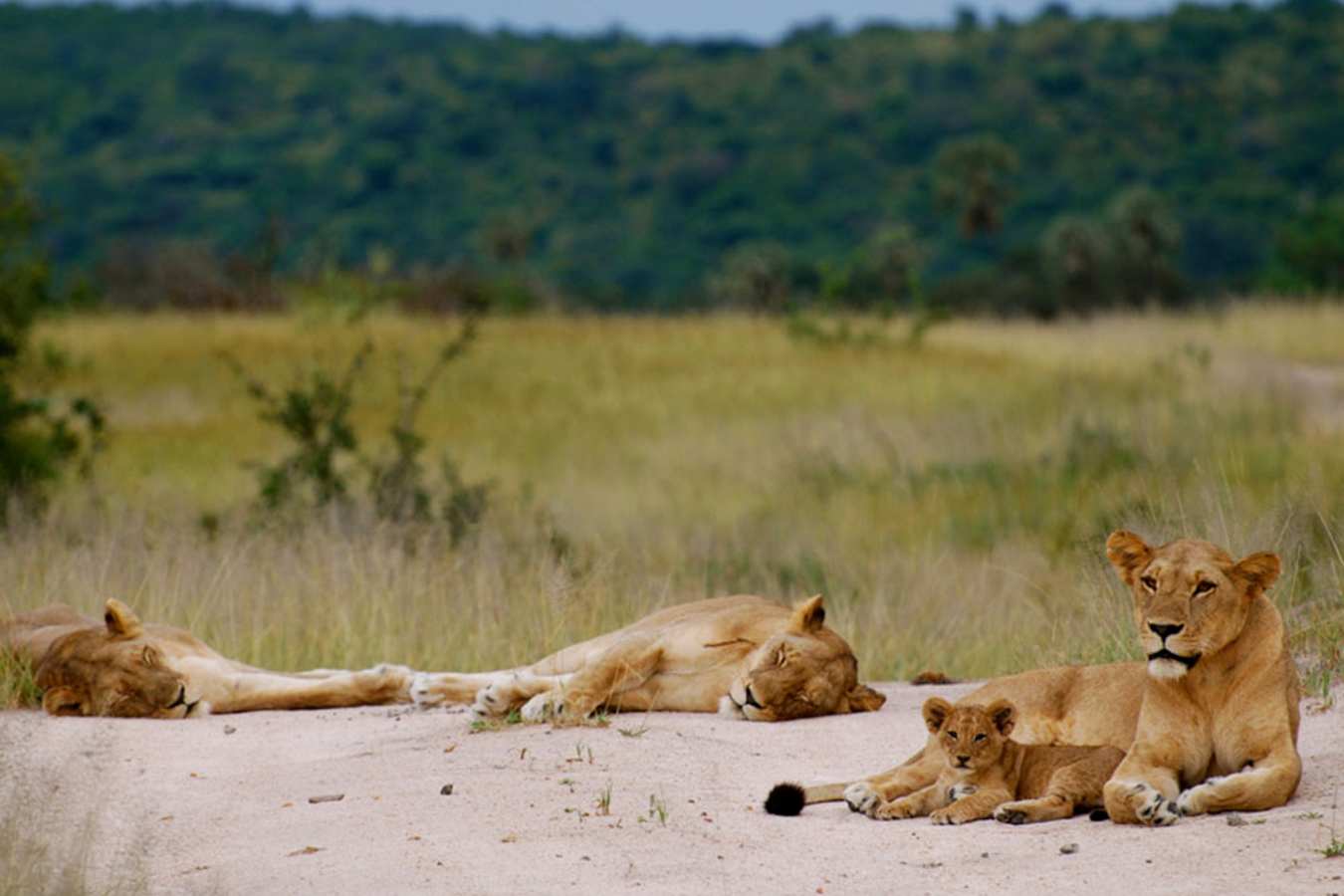 Lion pride - Kigelia Ruaha