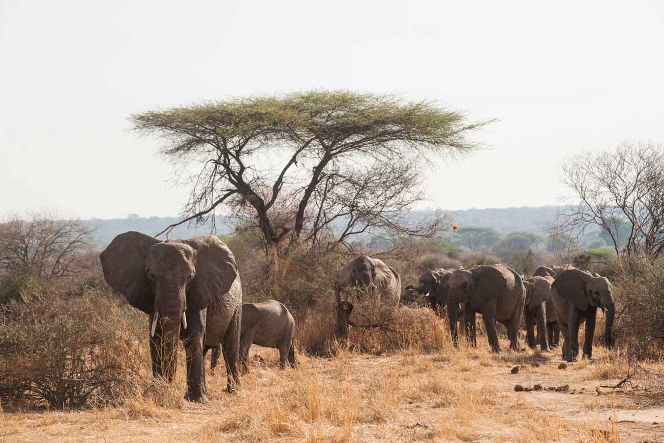Elephant herd - Kigelia Ruaha
