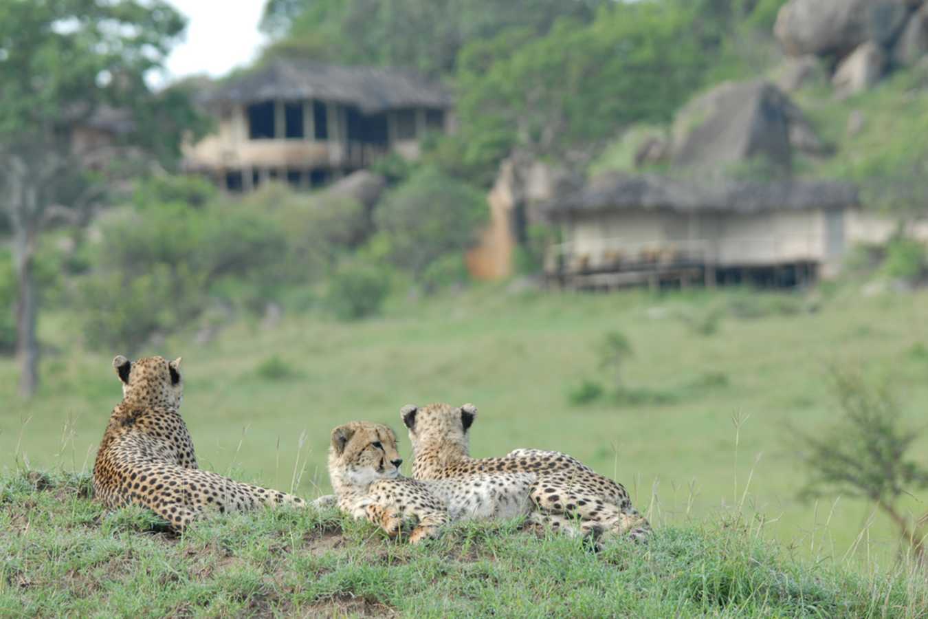 Cheetahs 