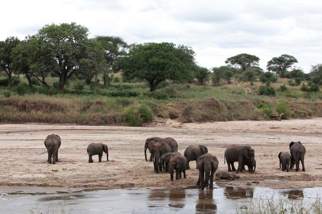 Elephants - Oliver's Camp