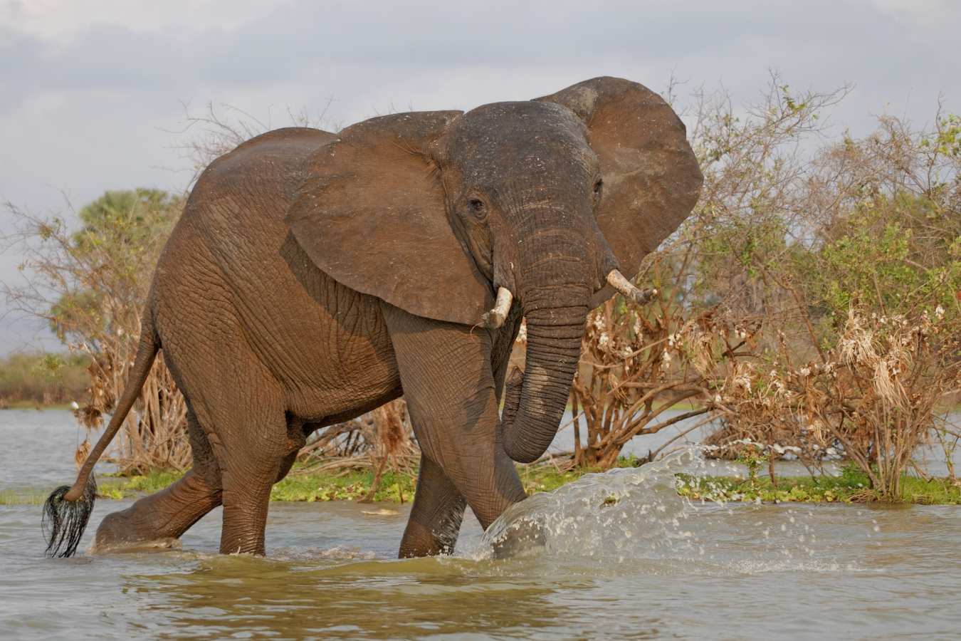 Roho ya Selous 