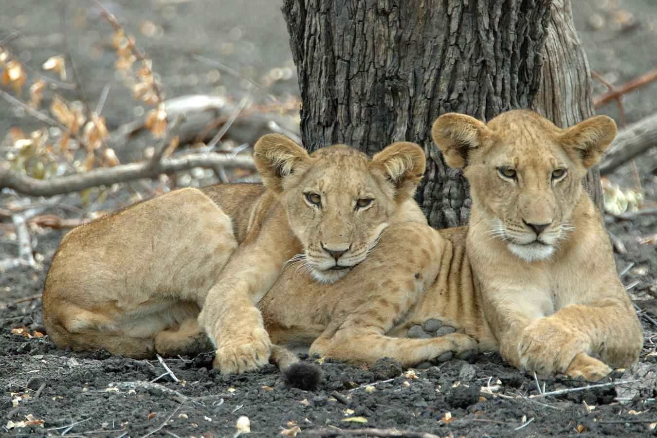 Roho ya Selous 