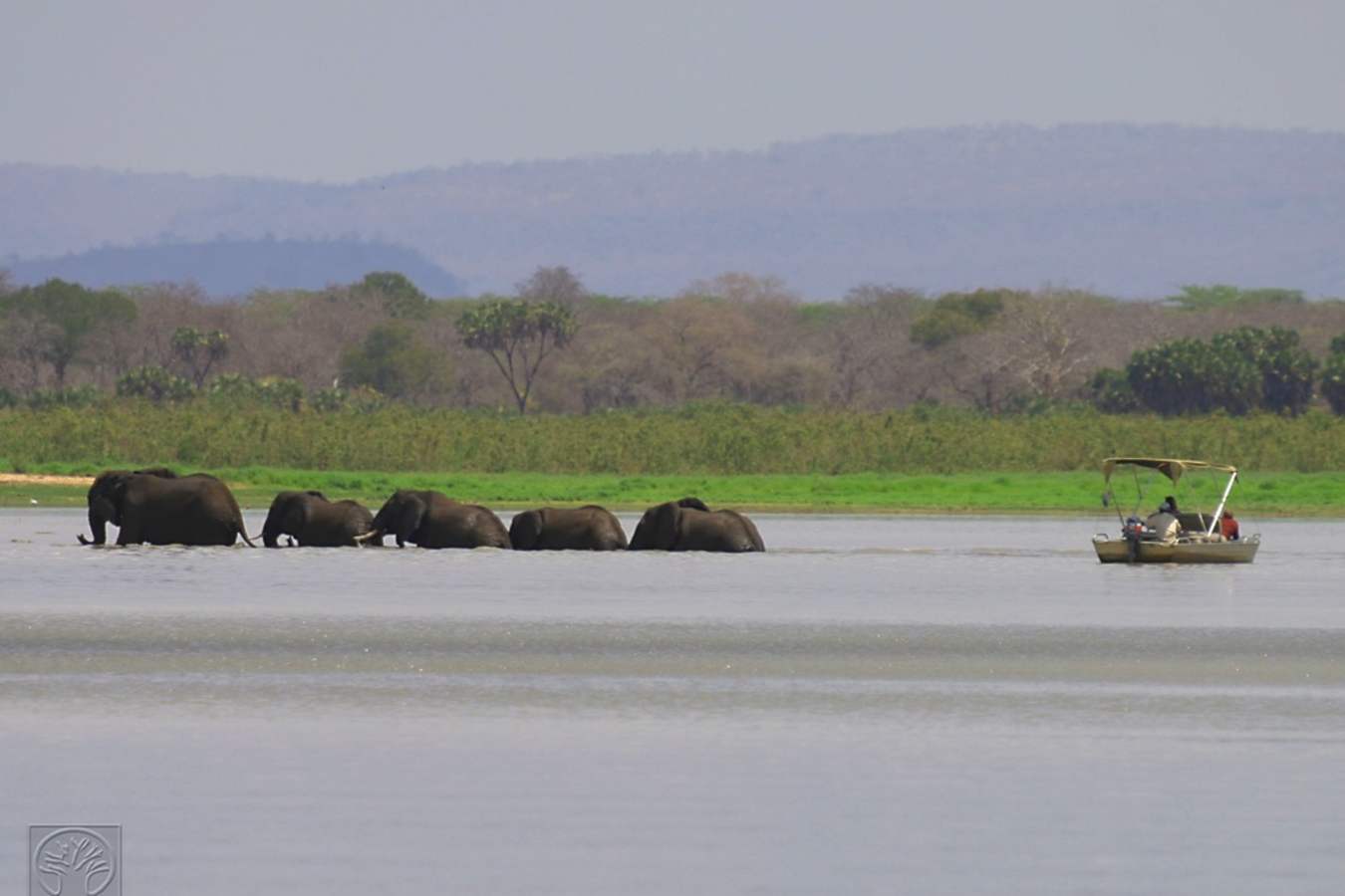 Elephants - Siwandu