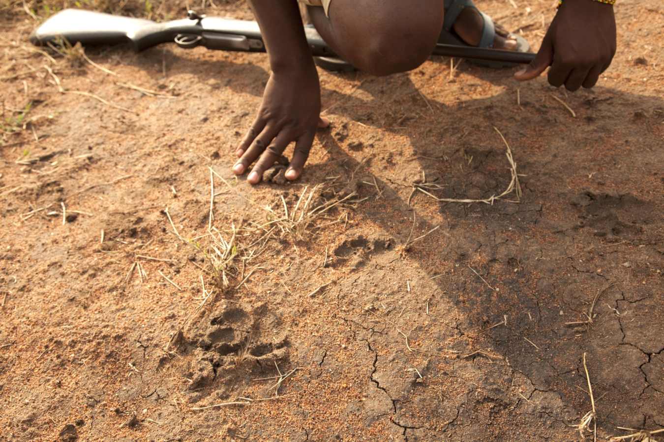 Tracking on Wayo Walking Safari 