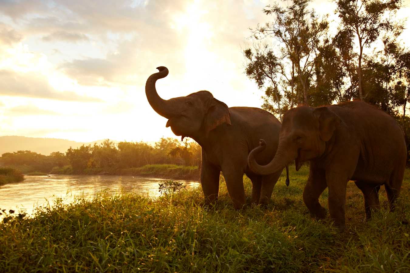 Elephants - Anantara Golden Triangle Elephant Camp & Resort