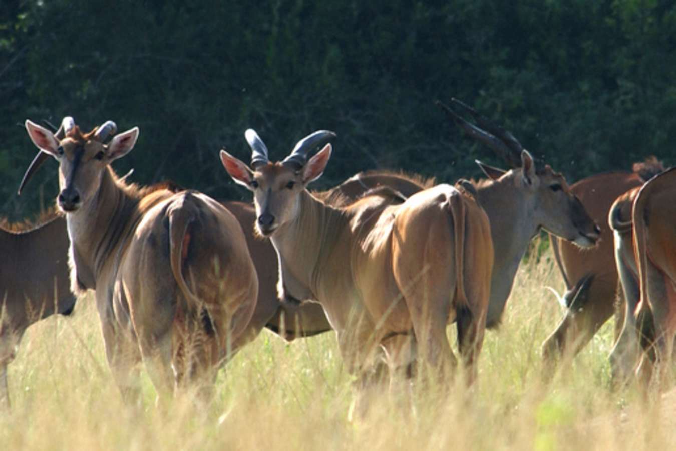 Eland by the waterhole - Mihingo Lodge