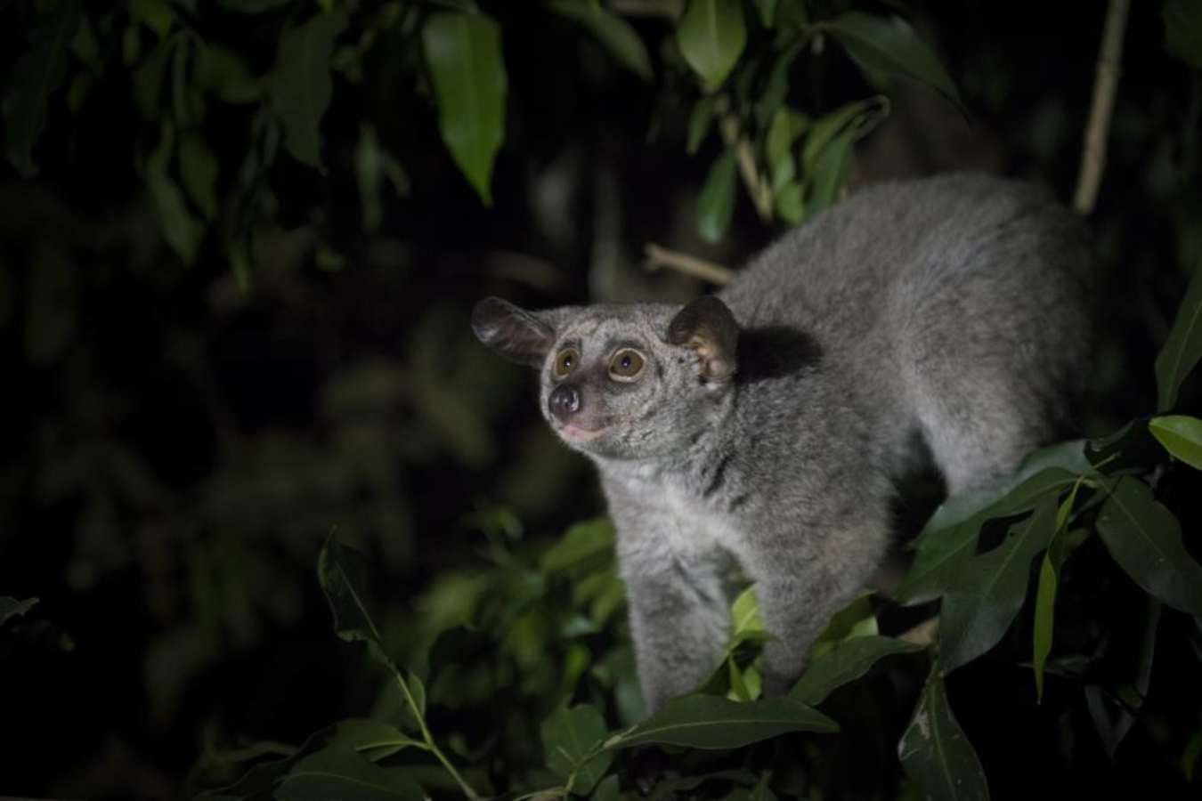 Bushbaby - Mihingo Lodge