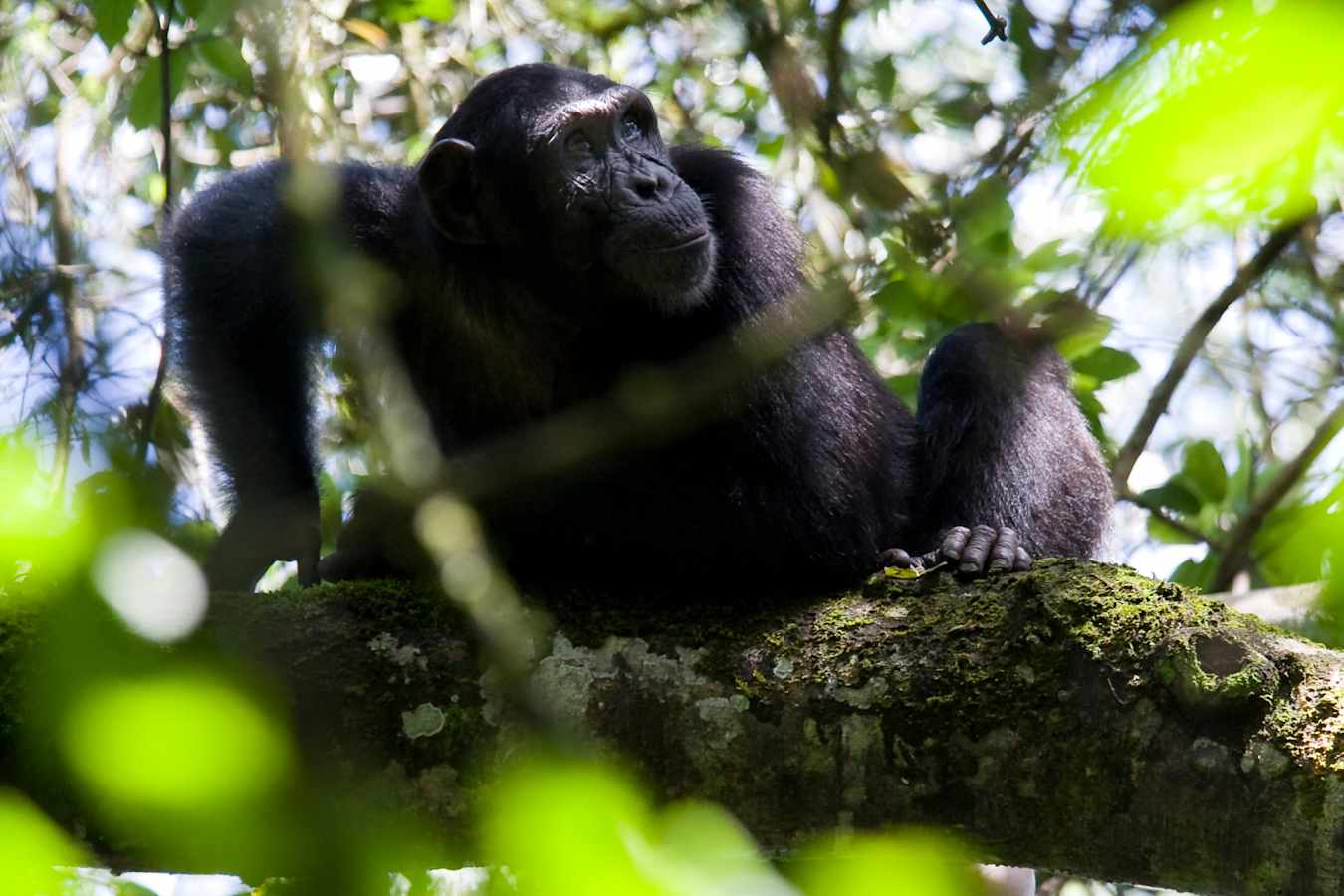 Chimp trekking in Kibale  