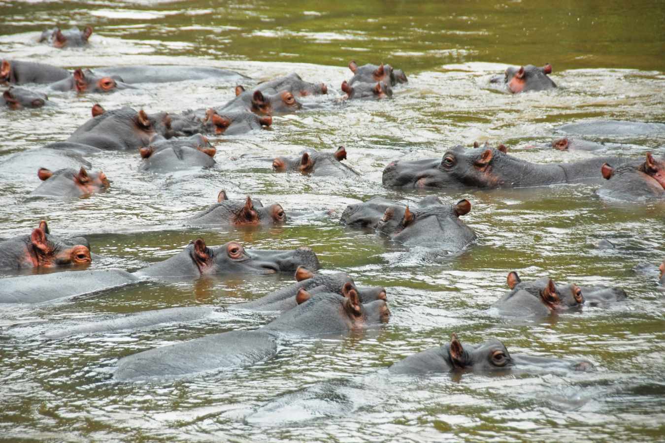Hippo  