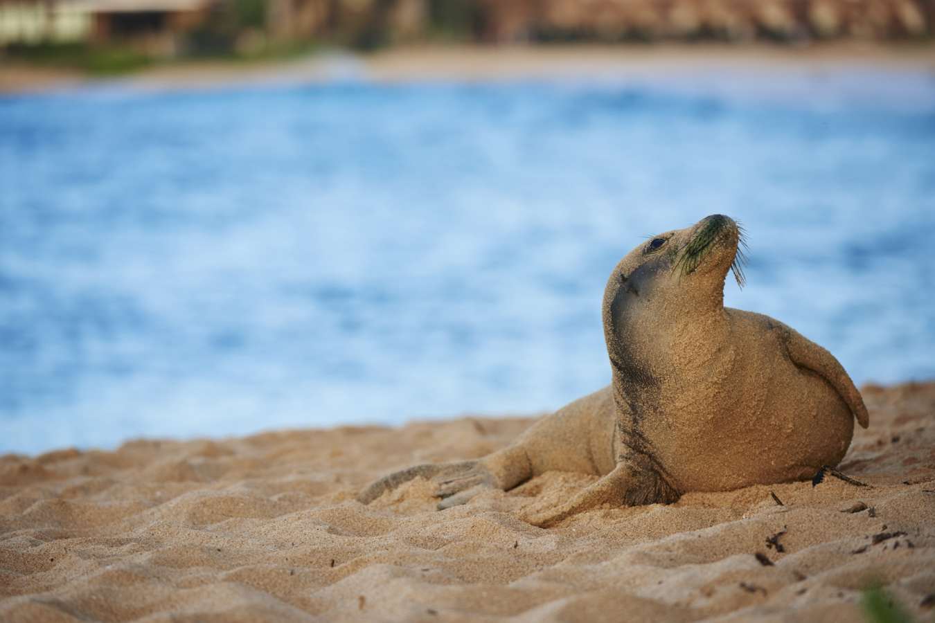 Wildlife - Koa Kea