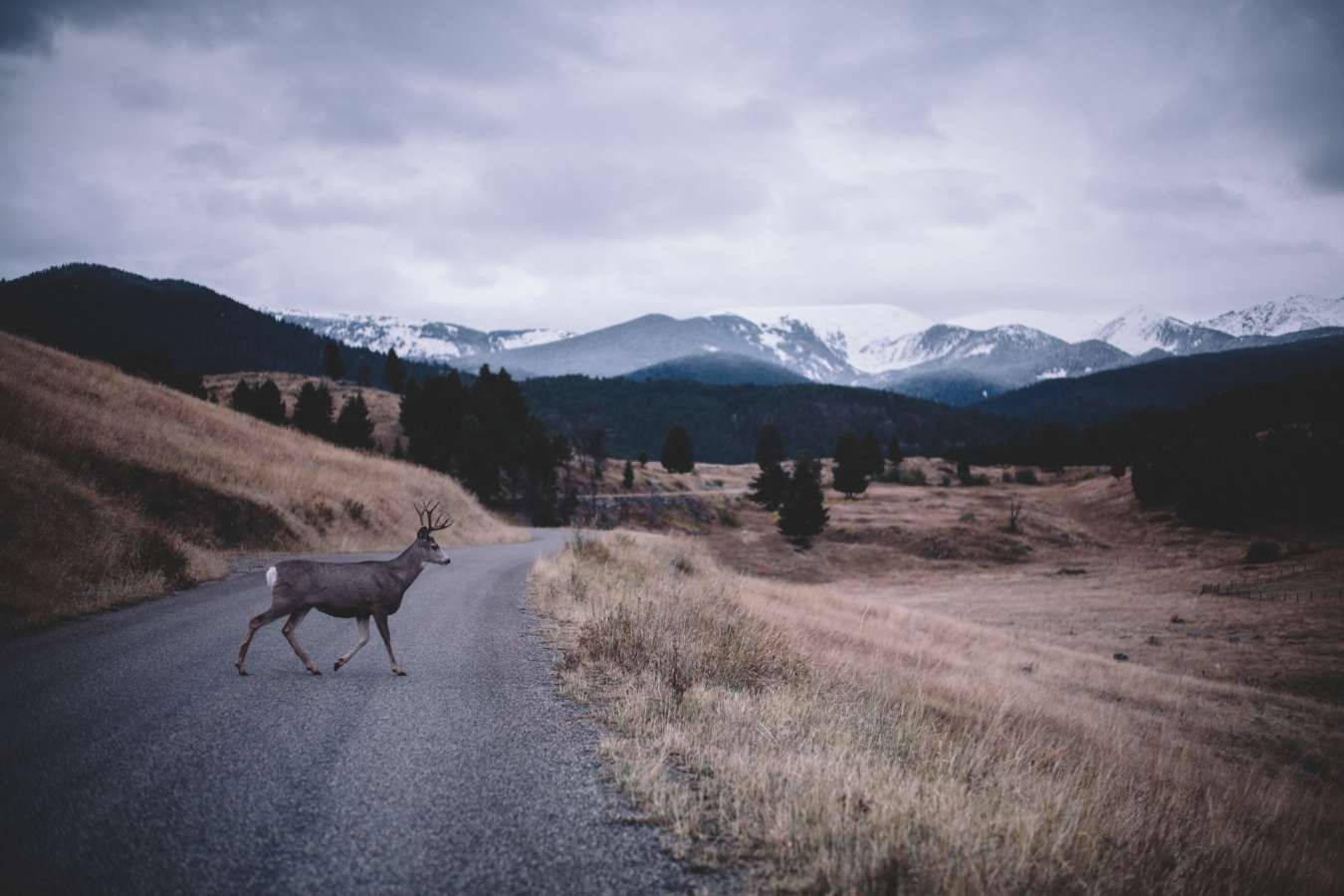 Ranch Land 