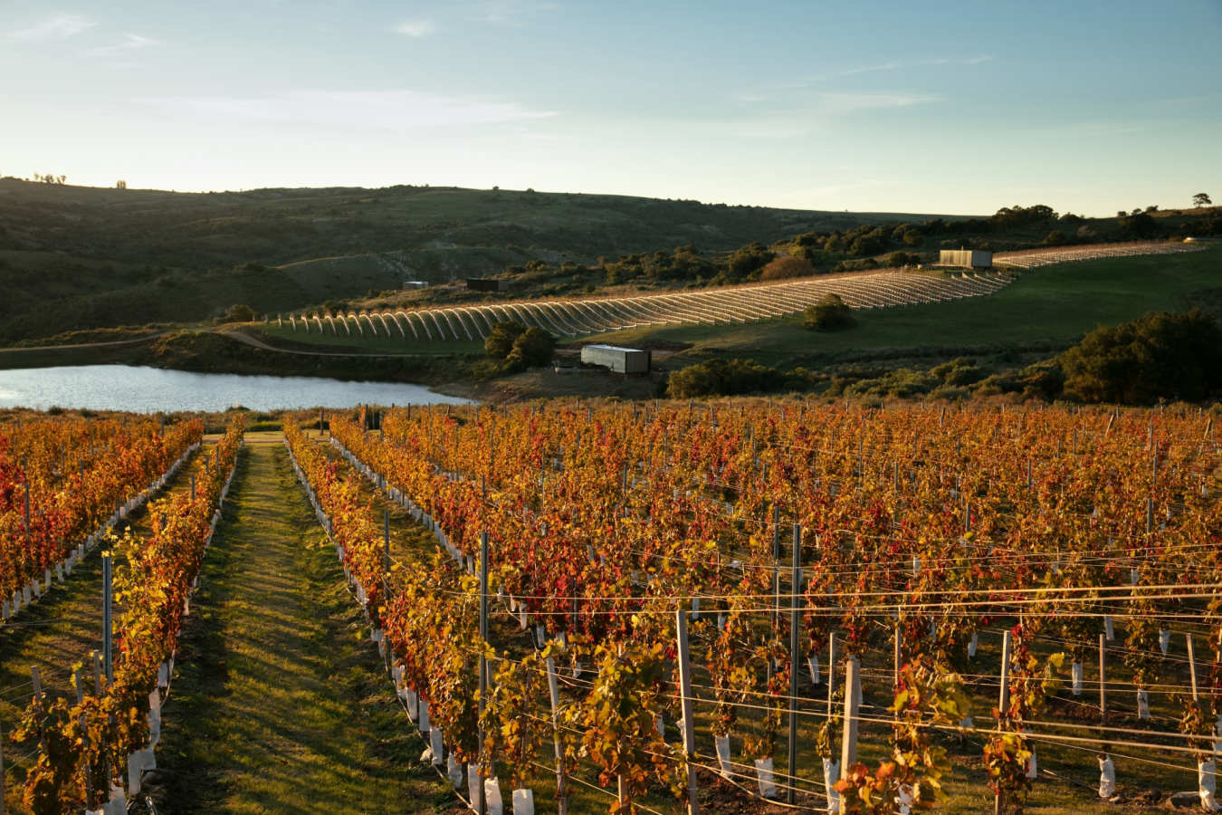 Vineyard in the Autumn - Sacromonte 
