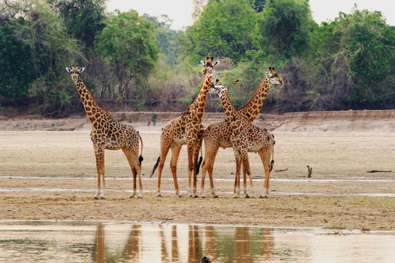 Limitless Botswana   