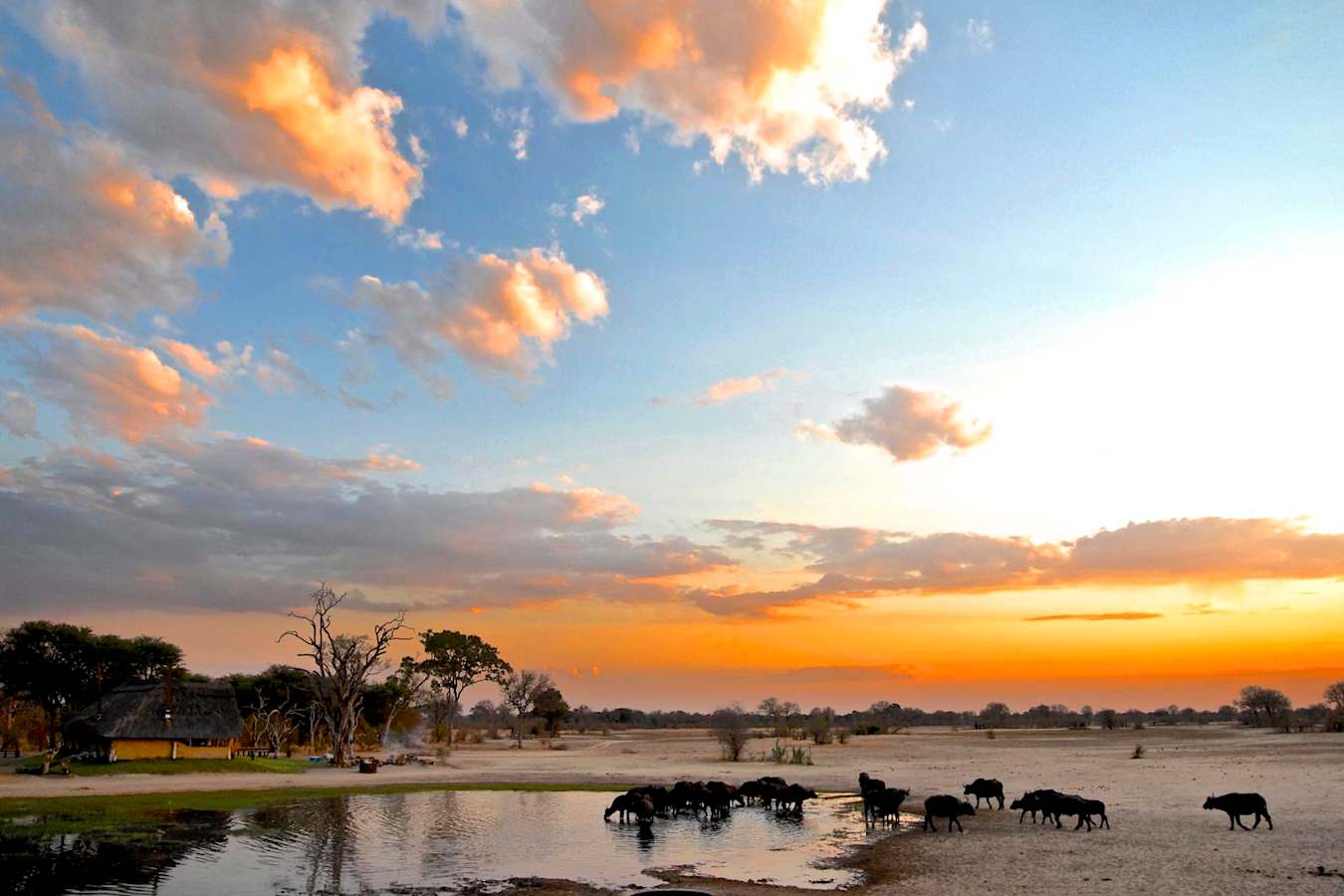 Buffalo  - Bomani Tented Lodge