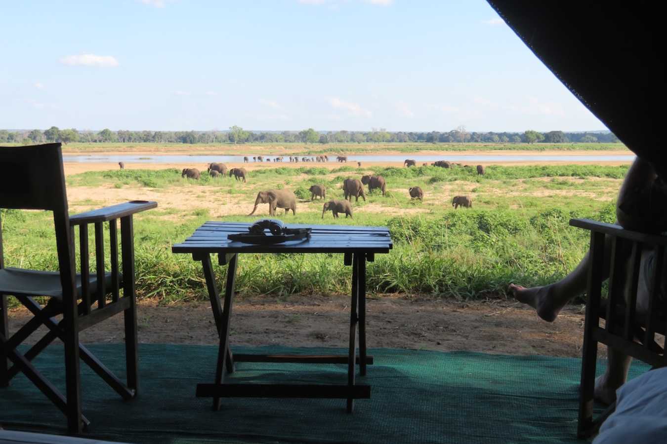 Watching elephants from the tent 