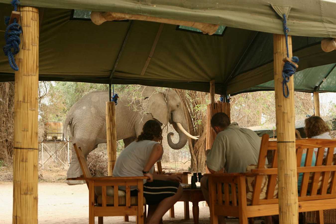 Elephant in camp - Goliath Safari Camp