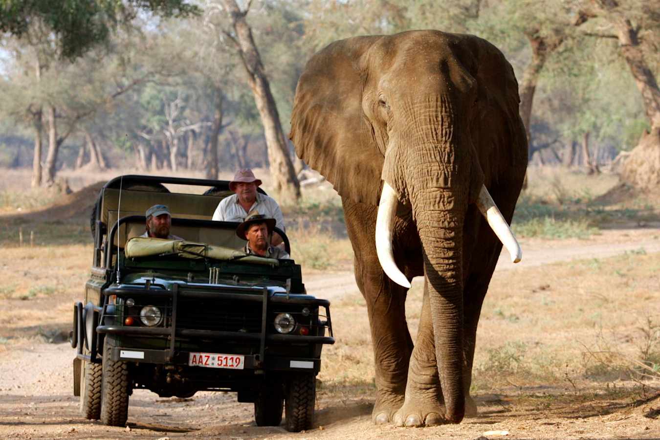 Stretch with bull elephant - Goliath Safari Camp