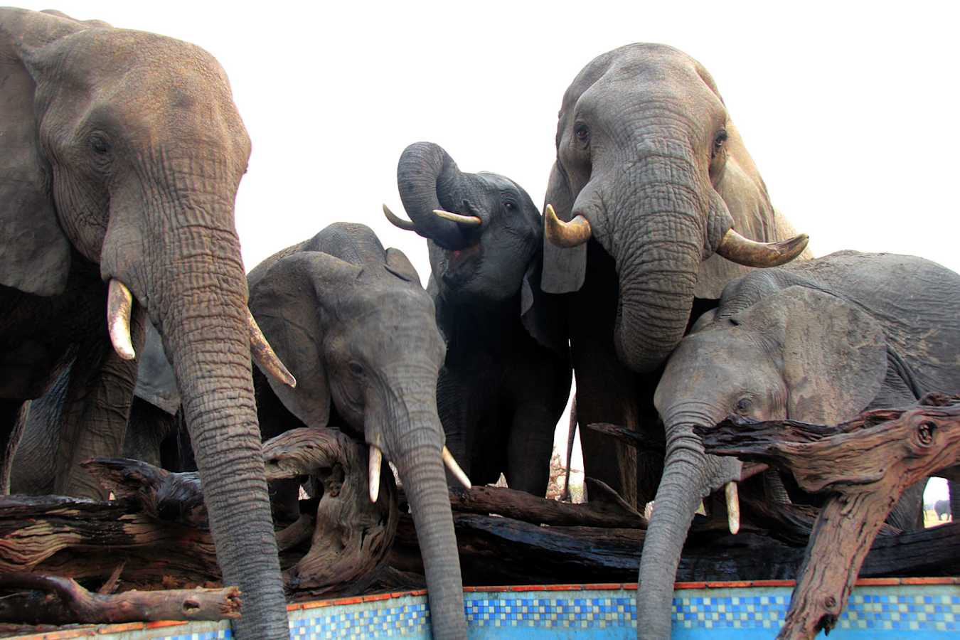Nehimba - Elephants drinking from the pool