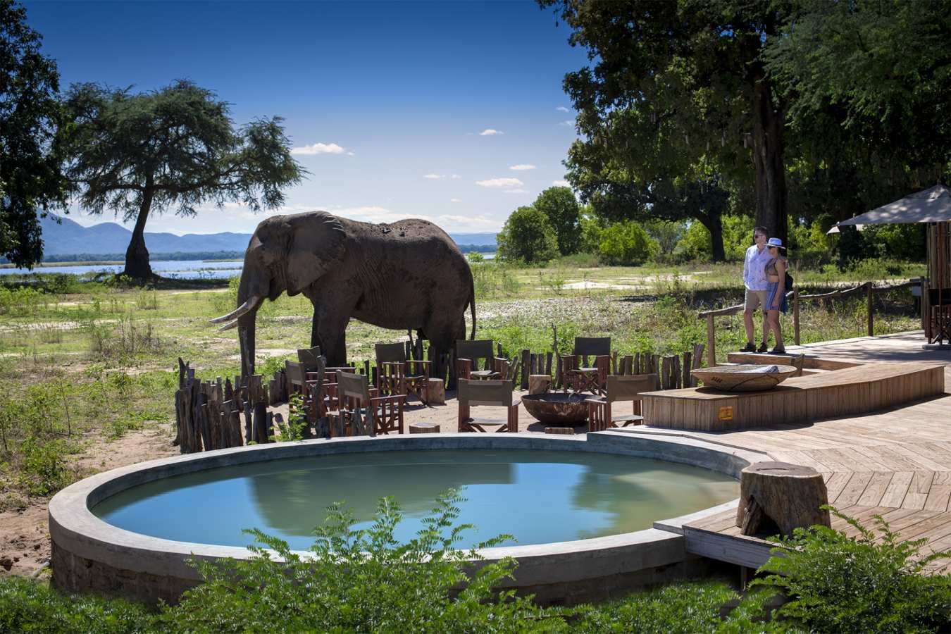 Elephant in front of camp 
