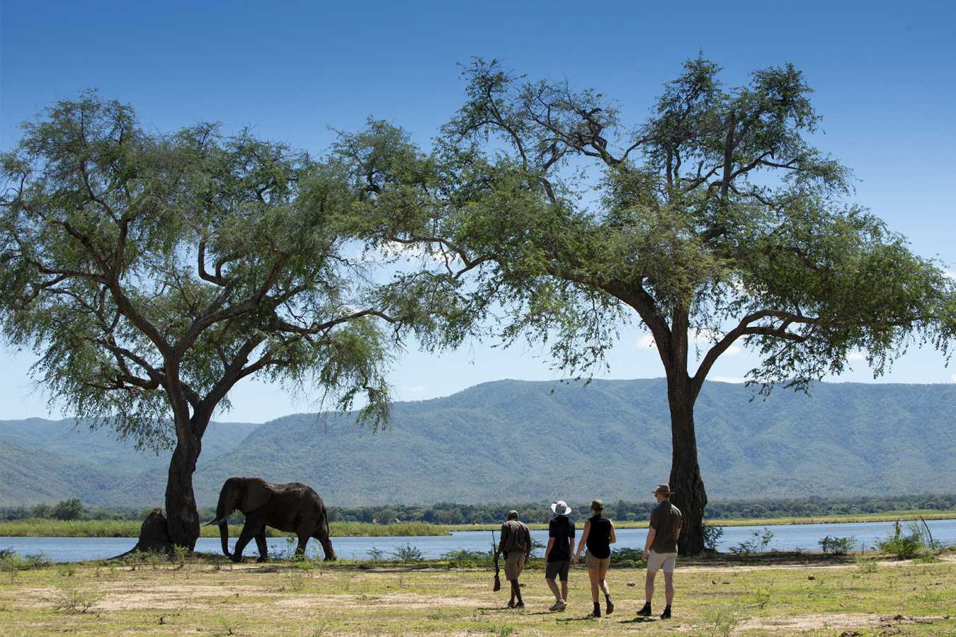 Walking safari 