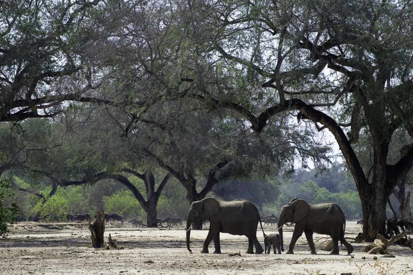 Elephant family - Rukomechi Camp