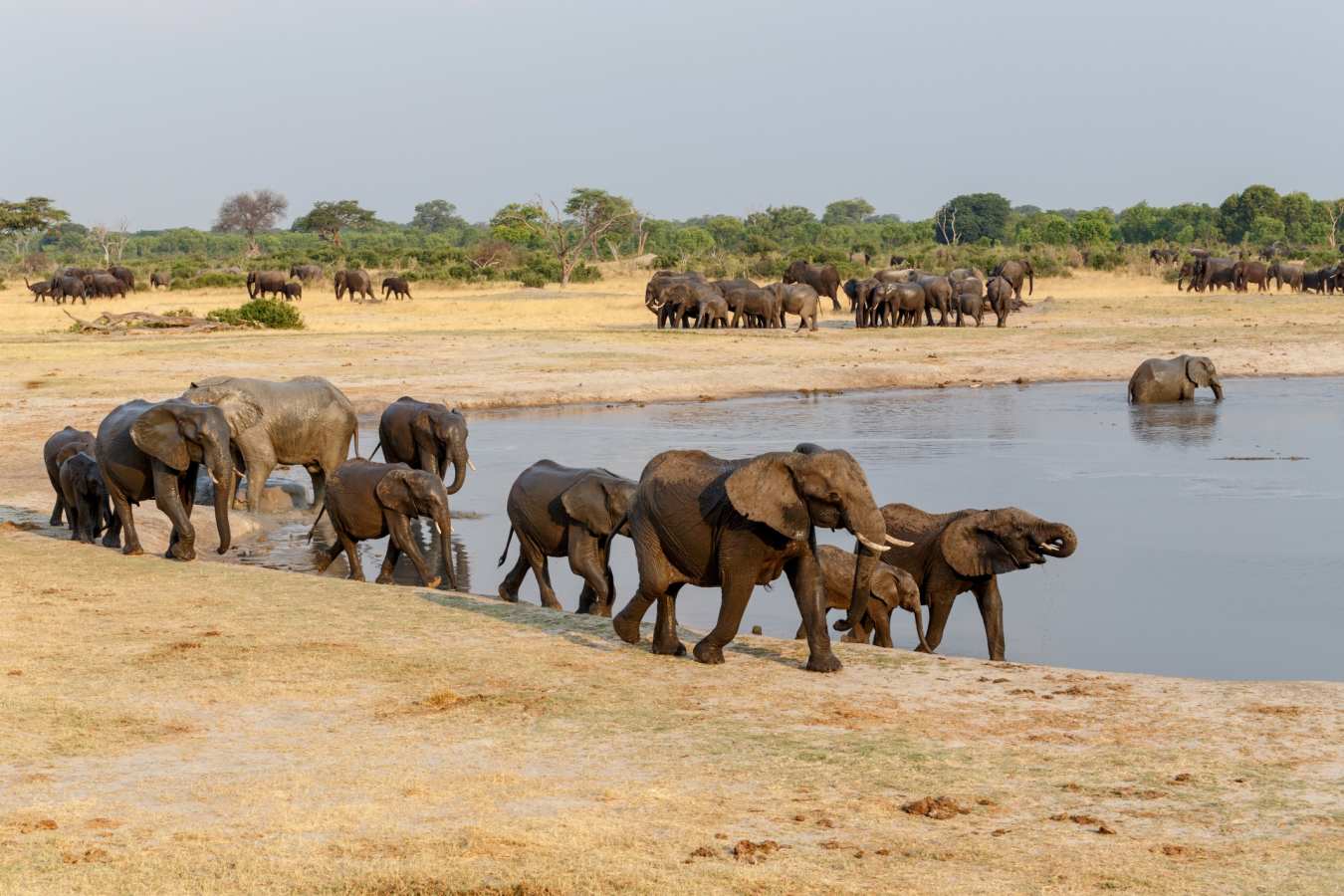 Elephants in Hwange