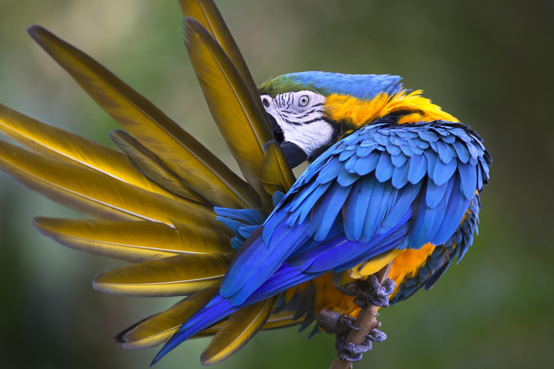 Wild Galapagos & Ecuador 