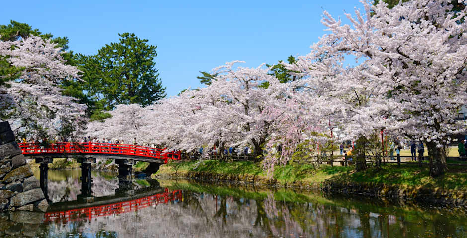 Chery Blossoms
