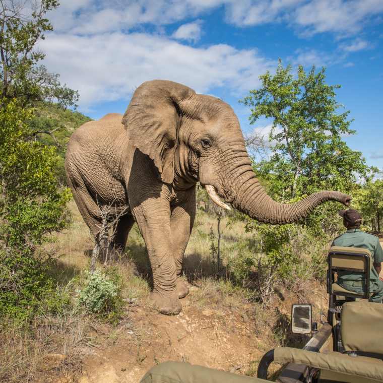 Luxury South Africa Safaris