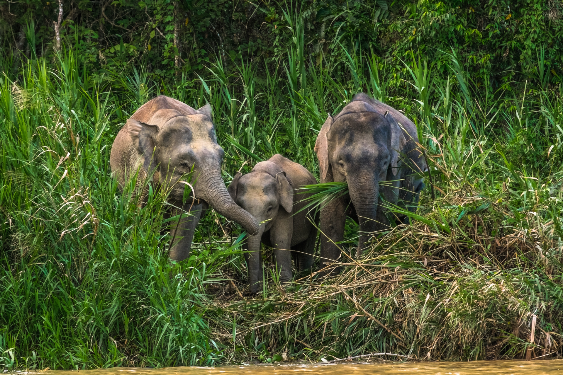 Family Fun in Malaysia and Borneo 