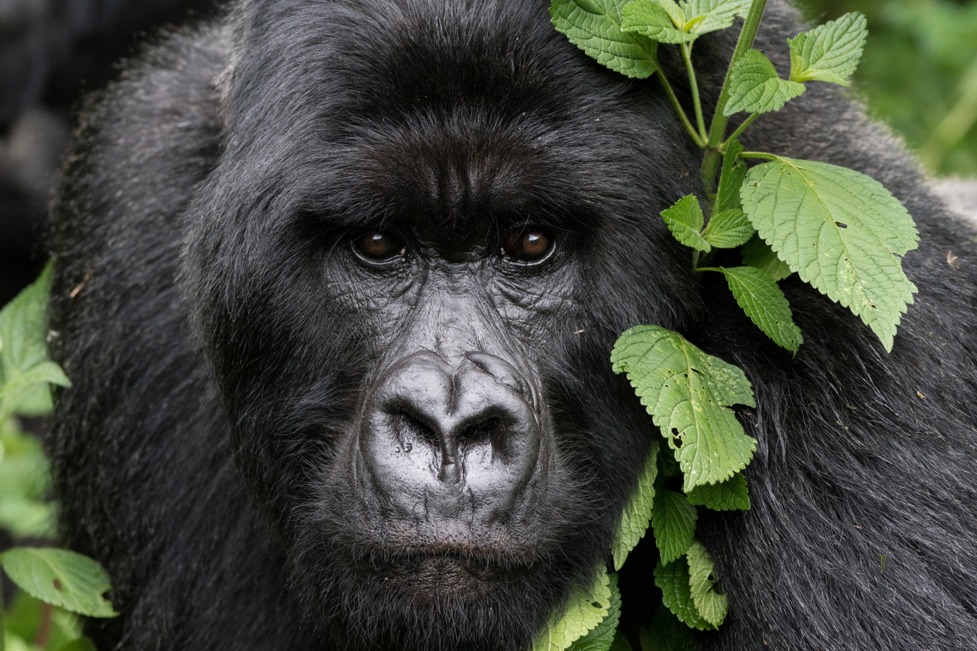 Limitless Tanzania and Rwanda 