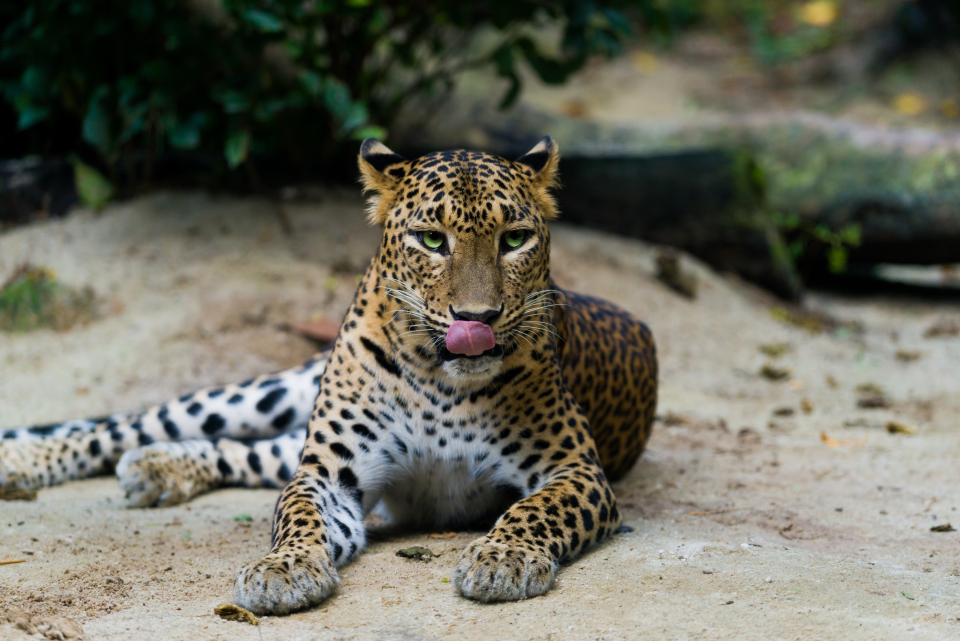 Wild Sri Lanka: A Safari Journey 