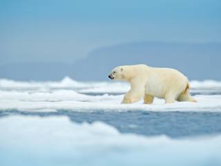 Arctic Wildlife