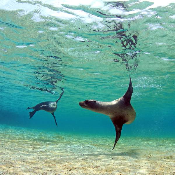 Galapagos
