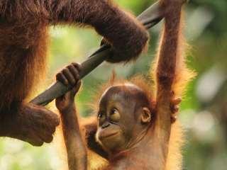 Our guide to Borneo