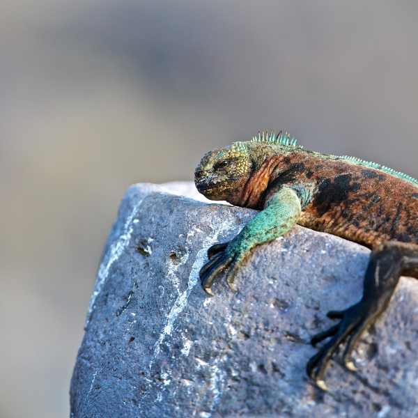 Family Fun in Galapagos 