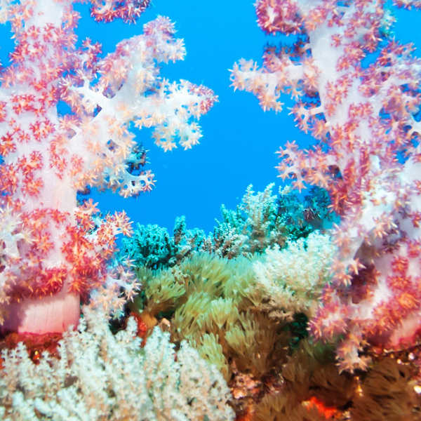Top 5 dive destinations in Fiji