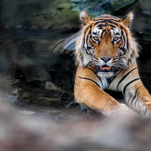 Luxury India Safaris and Wildlife Tours