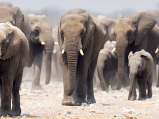 Africa Safari Holidays