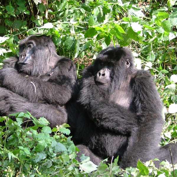 Gorilla Trekking